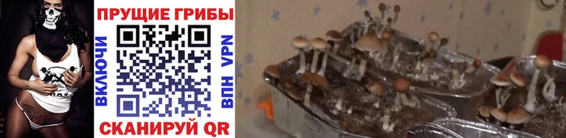 Купить где  Богданович  Галлюциногенные грибы прущие грибы 